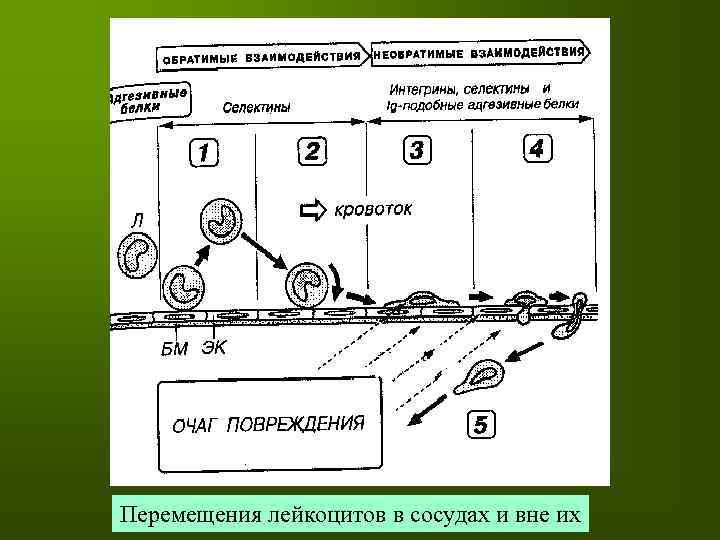 Перемещения лейкоцитов в сосудах и вне их 
