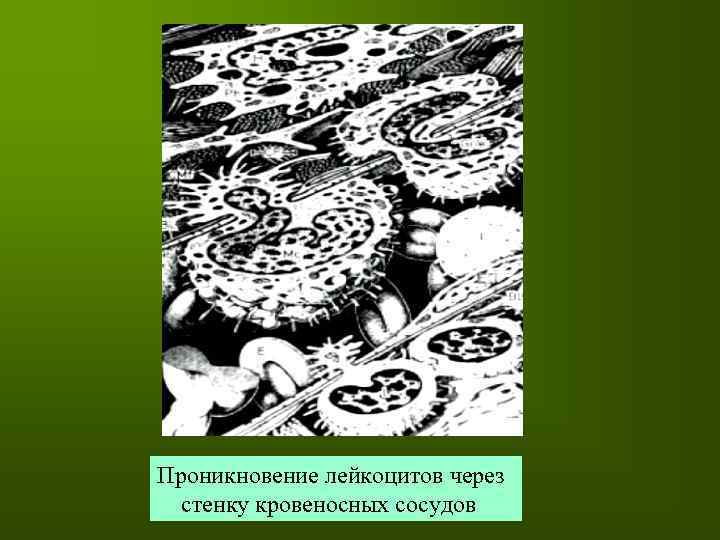 Проникновение лейкоцитов через стенку кровеносных сосудов 