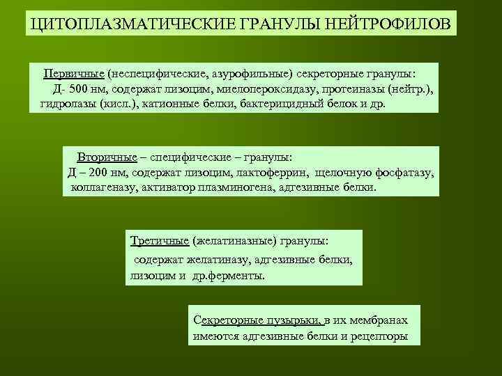 ЦИТОПЛАЗМАТИЧЕСКИЕ ГРАНУЛЫ НЕЙТРОФИЛОВ Первичные (неспецифические, азурофильные) секреторные гранулы: Д- 500 нм, содержат лизоцим, миелопероксидазу,
