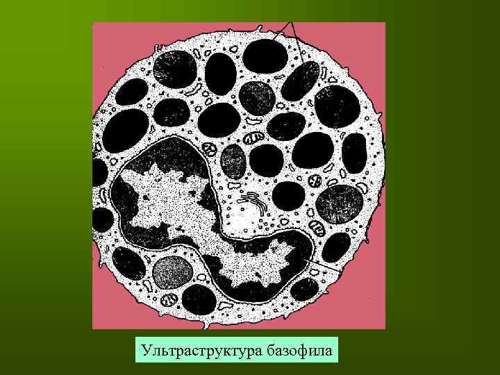 Ультраструктура базофила 
