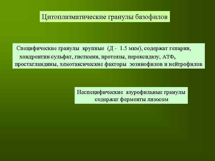 Цитоплазматические гранулы базофилов Специфические гранулы крупные (Д - 1. 5 мкм), содержат гепарин, хондроитин