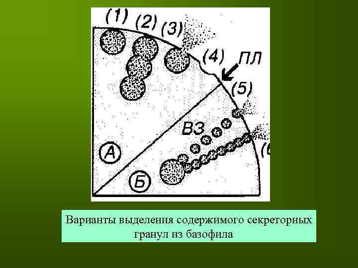 Варианты выделения содержимого секреторных гранул из базофила 