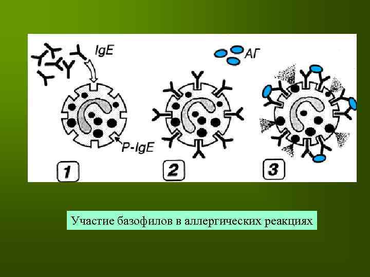 Участие базофилов в аллергических реакциях 