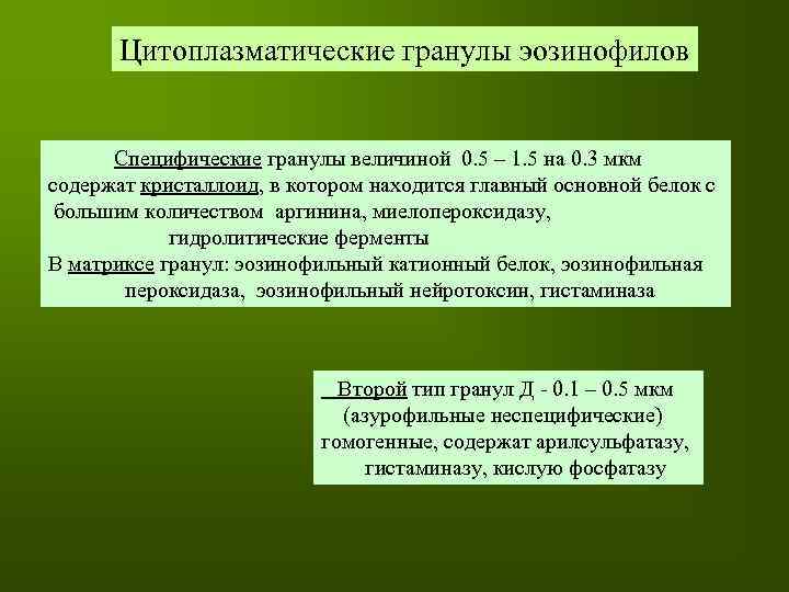 Цитоплазматические гранулы эозинофилов Специфические гранулы величиной 0. 5 – 1. 5 на 0. 3