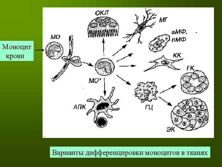 Моноцит крови Варианты дифференцировки моноцитов в тканях 