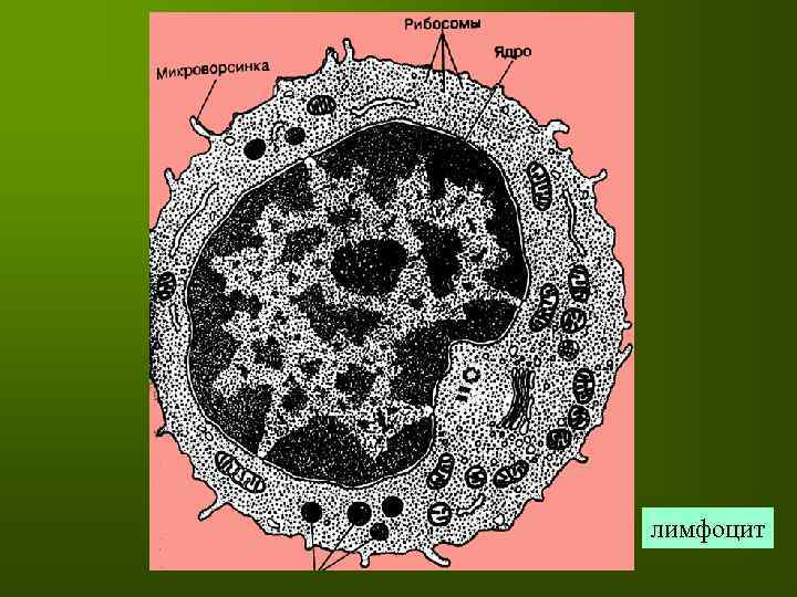 лимфоцит 