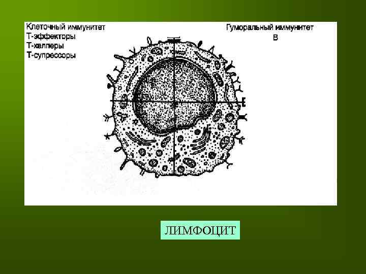 ЛИМФОЦИТ 