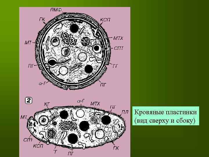 Кровяные пластинки (вид сверху и сбоку) 