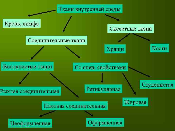 Ткани внутренней среды. Классификация тканей внутренней среды. Ткани внутренней среды строение. Классификация тканей внутренней среды гистология. К ткани внутренней среды относятся.