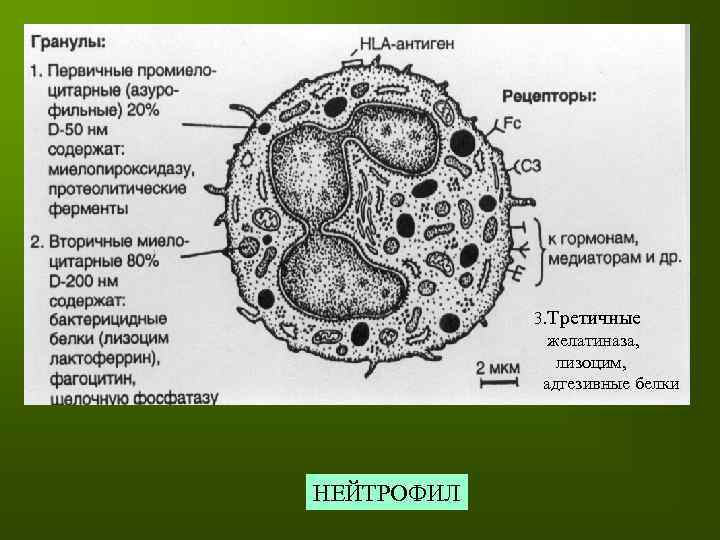 3. Третичные желатиназа, лизоцим, адгезивные белки НЕЙТРОФИЛ 