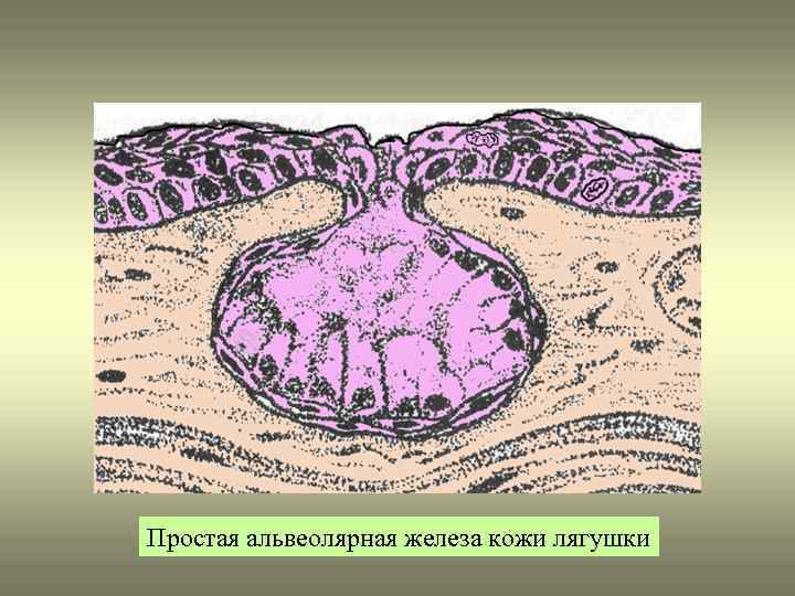 Гиперплазированный железистый эпителий на фоне крови