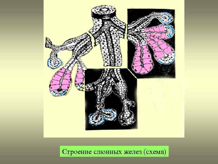 Строение слюнных желез (схема) 