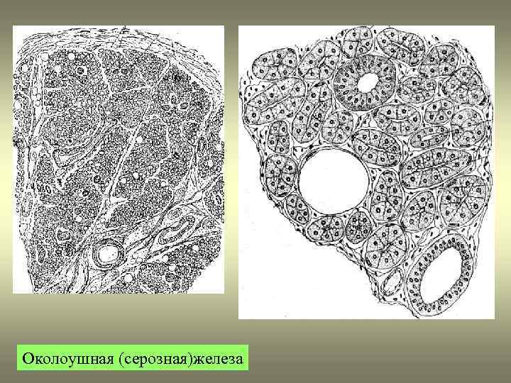 Околоушная (серозная)железа 