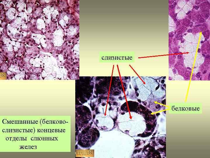 слизистые белковые Смешанные (белковослизистые) концевые отделы слюнных желез 
