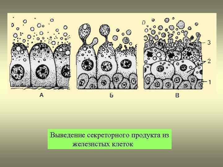 Выведение секреторного продукта из железистых клеток 