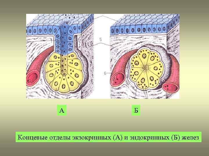 Гиперплазированный железистый эпителий на фоне крови