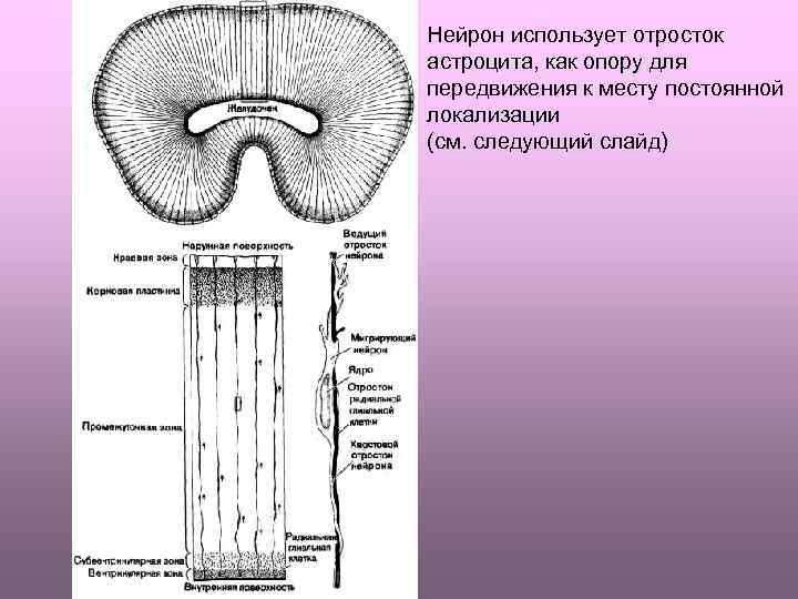 Нейрон использует отросток астроцита, как опору для передвижения к месту постоянной локализации (см. следующий
