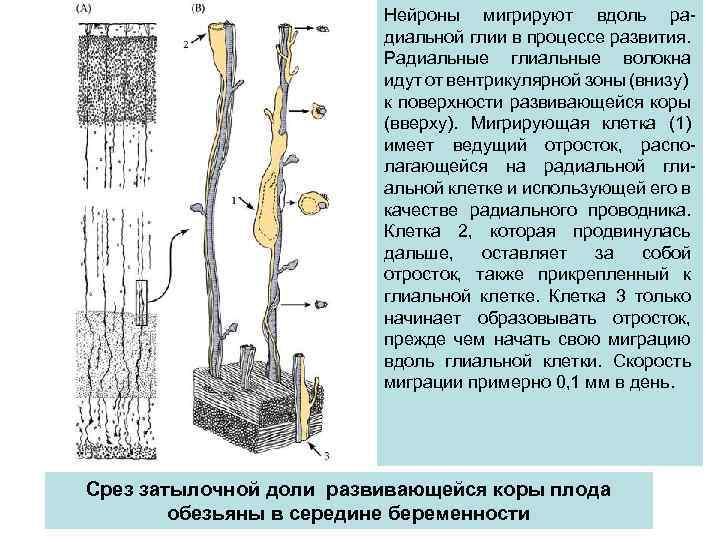 Нейроны мигрируют вдоль радиальной глии в процессе развития. Радиальные глиальные волокна идут от вентрикулярной