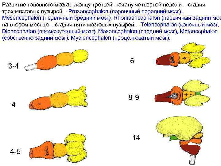 Развитие головного мозга: к концу третьей, началу четвертой недели – стадия трех мозговых пузырей