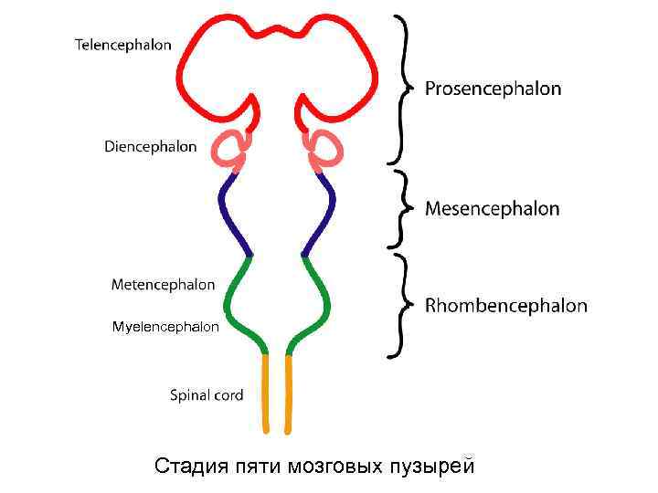 Myelencephalon Стадия пяти мозговых пузырей 