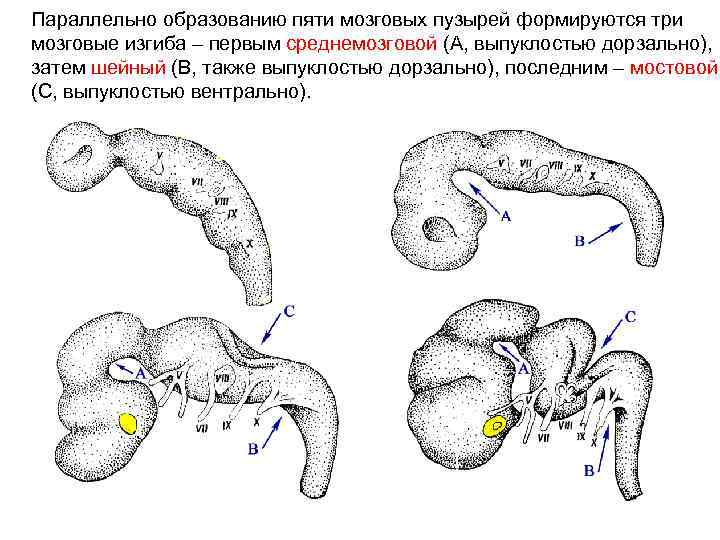 Параллельно образованию пяти мозговых пузырей формируются три мозговые изгиба – первым среднемозговой (А, выпуклостью