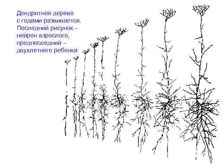 Дендритное дерево с годами развивается. Последний рисунок – нейрон взрослого, предпоследний – двухлетнего ребенка