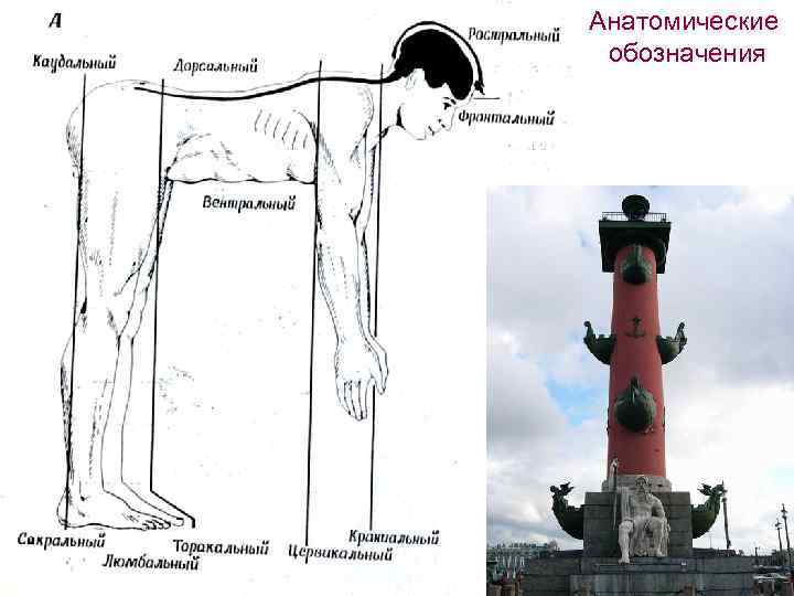 Вентральный и дорсальный. Анатомические обозначения. Рострально это в анатомии. Ростральный и каудальный. Краниальный каудальный дорсальный вентральный.