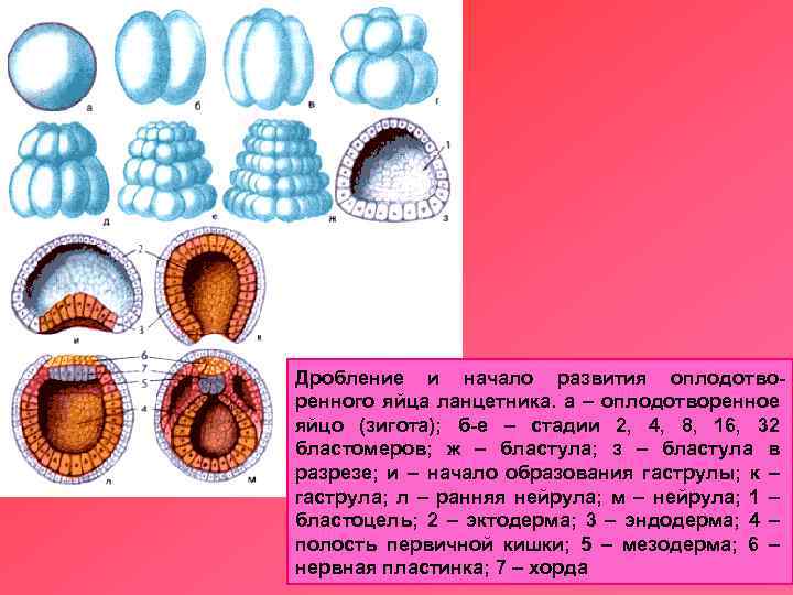 Дробление и начало развития оплодотворенного яйца ланцетника. а – оплодотворенное яйцо (зигота); б-е –