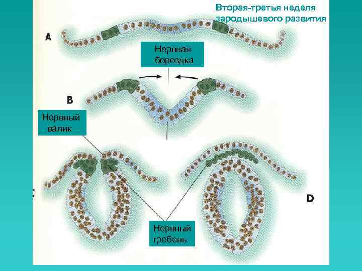 Вторая-третья неделя зародышевого развития Нервная бороздка Нервный валик Нервный гребень 
