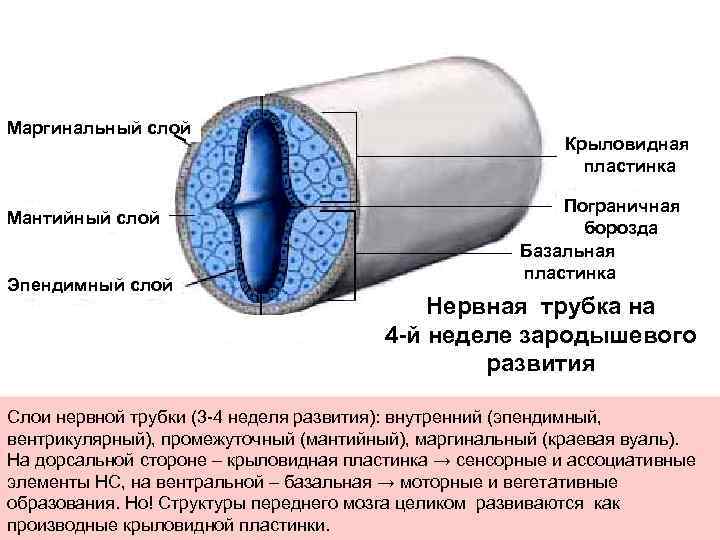 Маргинальный слой Мантийный слой Эпендимный слой Крыловидная пластинка Пограничная борозда Базальная пластинка Нервная трубка