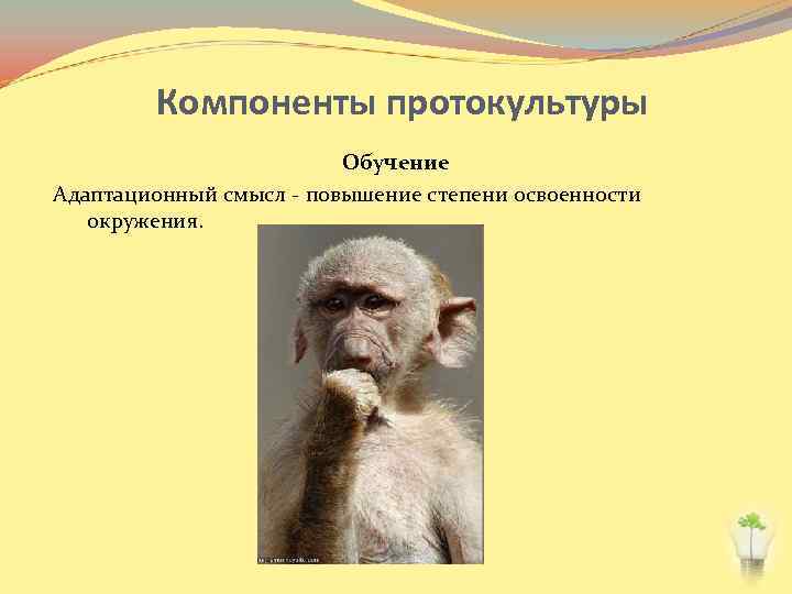 Компоненты протокультуры Обучение Адаптационный смысл - повышение степени освоенности окружения. 