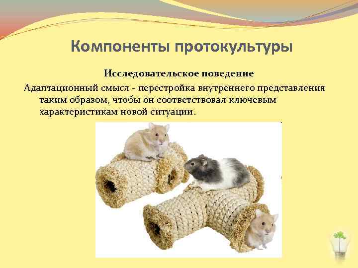 Компоненты протокультуры Исследовательское поведение Адаптационный смысл - перестройка внутреннего представления таким образом, чтобы он