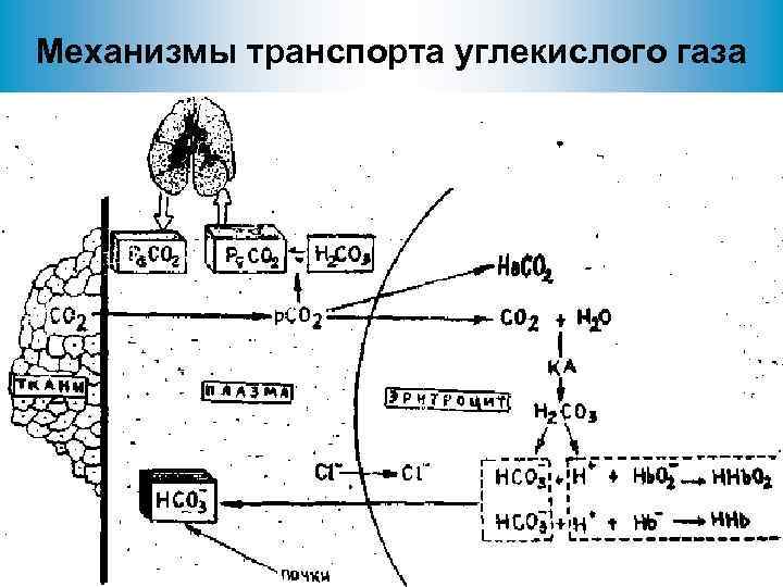 Транспорт углекислого газа и продуктов обмена рисунок