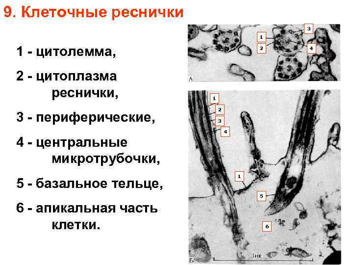 9. Клеточные реснички 3 1 1 - цитолемма, 2 - цитоплазма реснички, 3 -