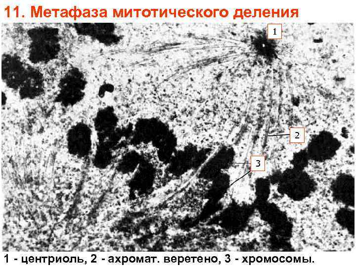 11. Метафаза митотического деления 1 2 3 1 - центриоль, 2 - ахромат. веретено,