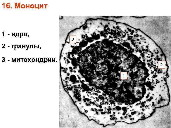 16. Моноцит 1 - ядро, 3 2 - гранулы, 3 - митохондрии. 2 1