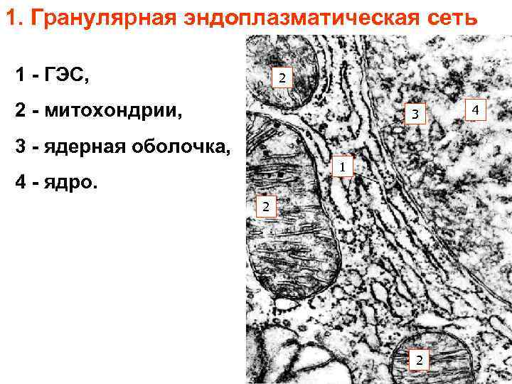 1. Гранулярная эндоплазматическая сеть 1 - ГЭС, 2 2 - митохондрии, 3 3 -