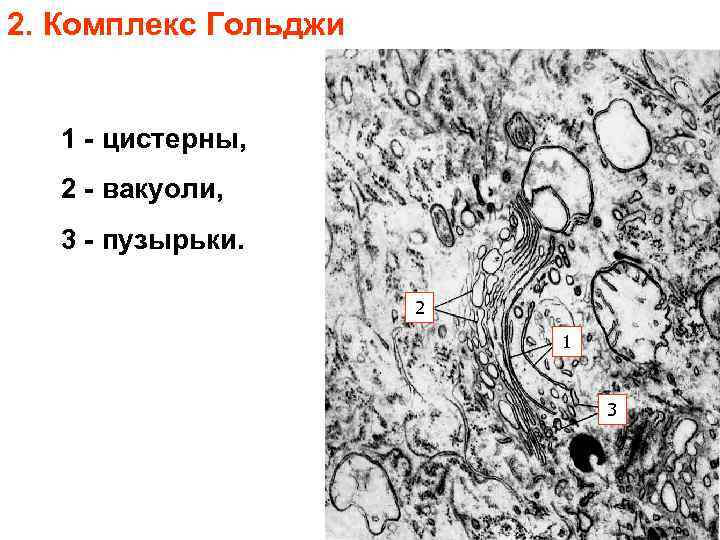 2. Комплекс Гольджи 1 - цистерны, 2 - вакуоли, 3 - пузырьки. 2 1