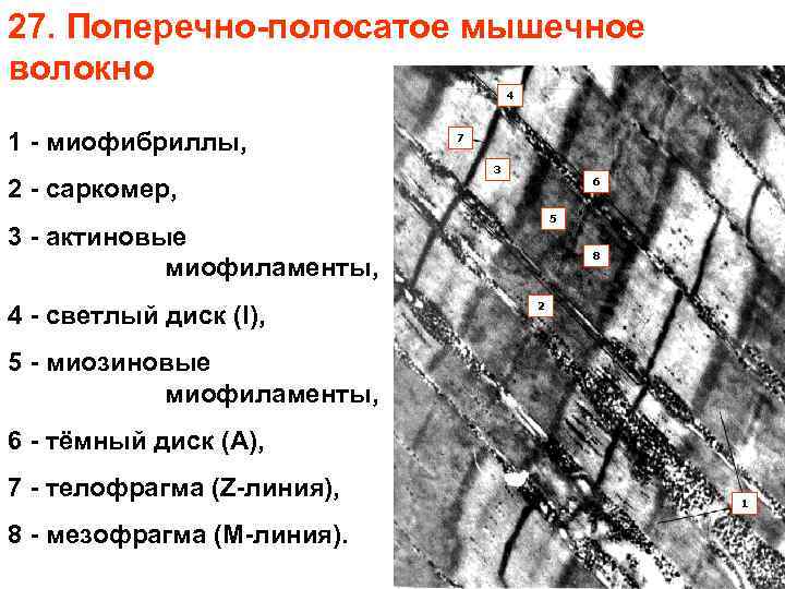 27. Поперечно-полосатое мышечное волокно 4 1 - миофибриллы, 2 - саркомер, 7 3 6