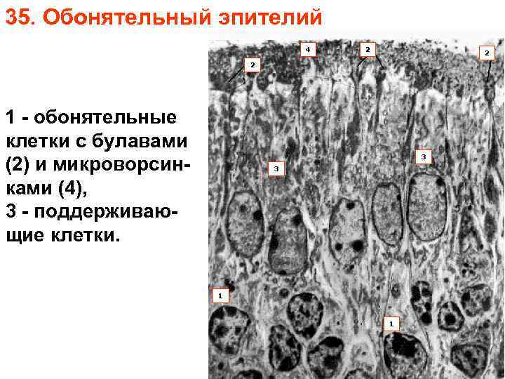 35. Обонятельный эпителий 4 2 2 2 1 - обонятельные клетки с булавами (2)