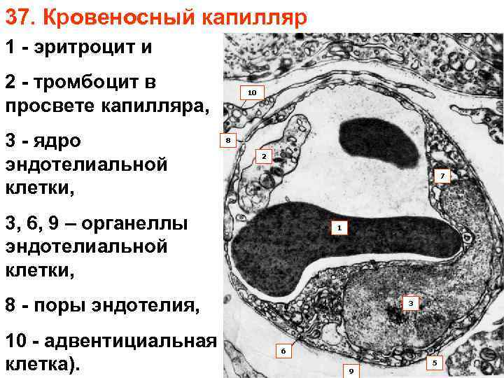 37. Кровеносный капилляр 1 - эритроцит и 2 - тромбоцит в просвете капилляра, 3