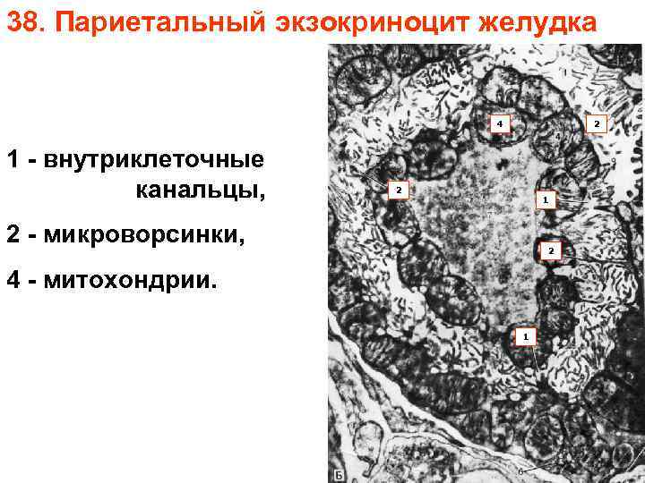 38. Париетальный экзокриноцит желудка 4 1 - внутриклеточные канальцы, 2 2 1 2 -