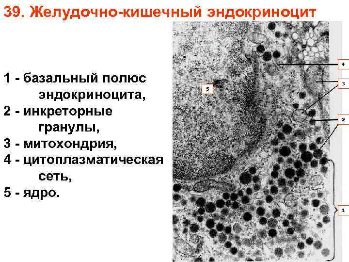 39. Желудочно-кишечный эндокриноцит 4 1 - базальный полюс эндокриноцита, 2 - инкреторные гранулы, 3