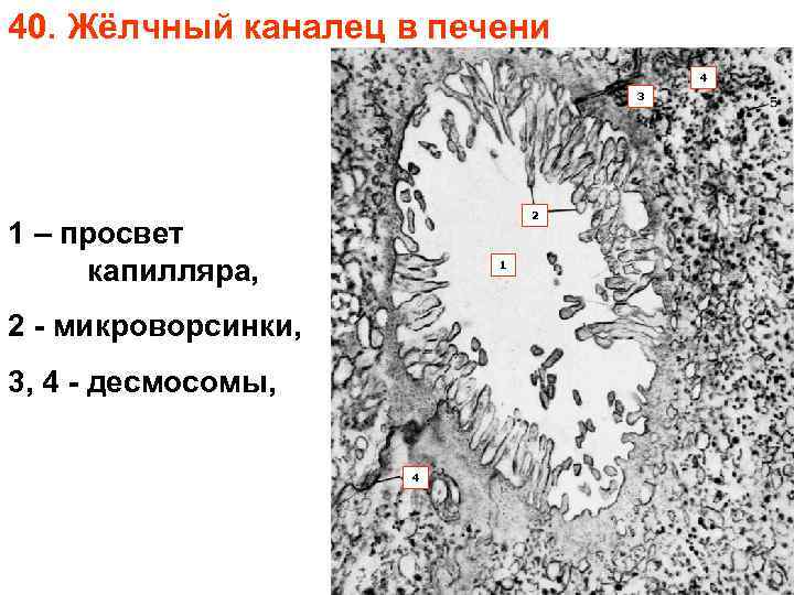 40. Жёлчный каналец в печени 4 3 2 1 – просвет капилляра, 1 2