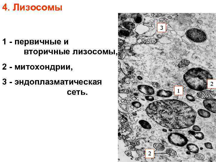 Первичная лизосома рисунок