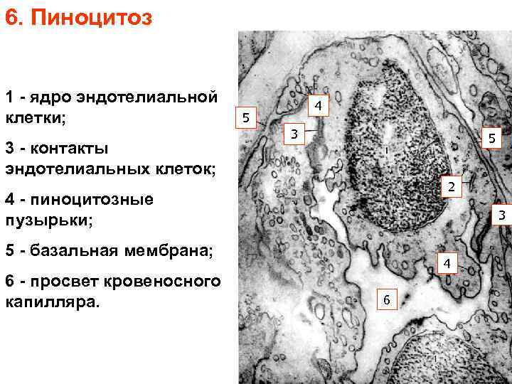 6. Пиноцитоз 1 - ядро эндотелиальной клетки; 3 - контакты эндотелиальных клеток; 4 5