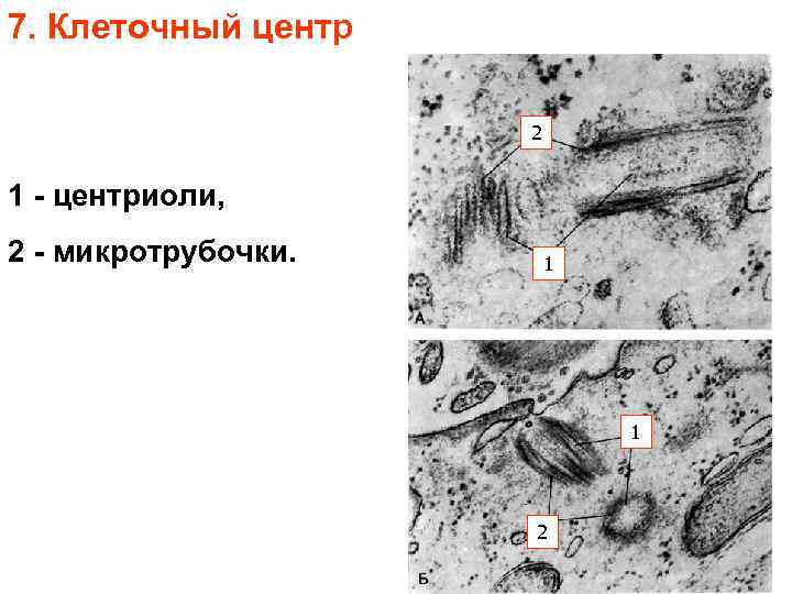 7. Клеточный центр 2 1 - центриоли, 2 - микротрубочки. 1 1 2 