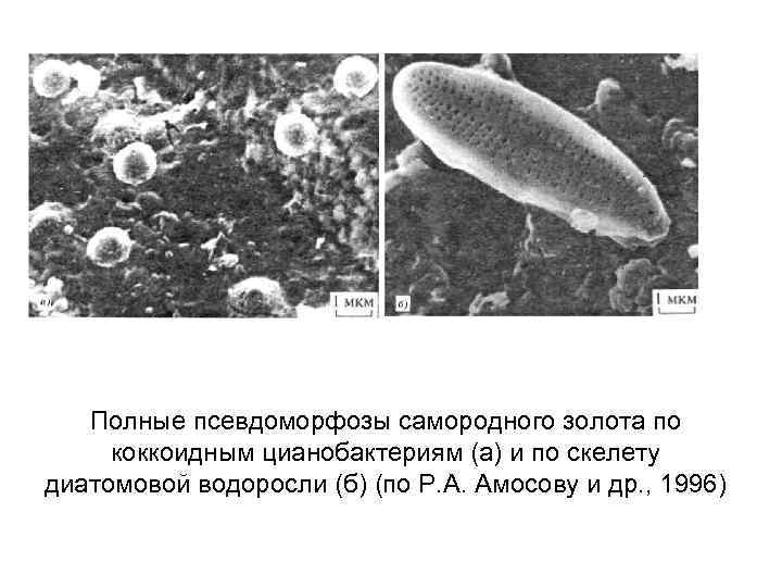 Полные псевдоморфозы самородного золота по коккоидным цианобактериям (а) и по скелету диатомовой водоросли (б)