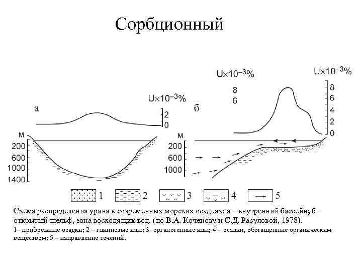 Сорбционный Схема распределения урана в современных морских осадках: а – внутренний бассейн; б –