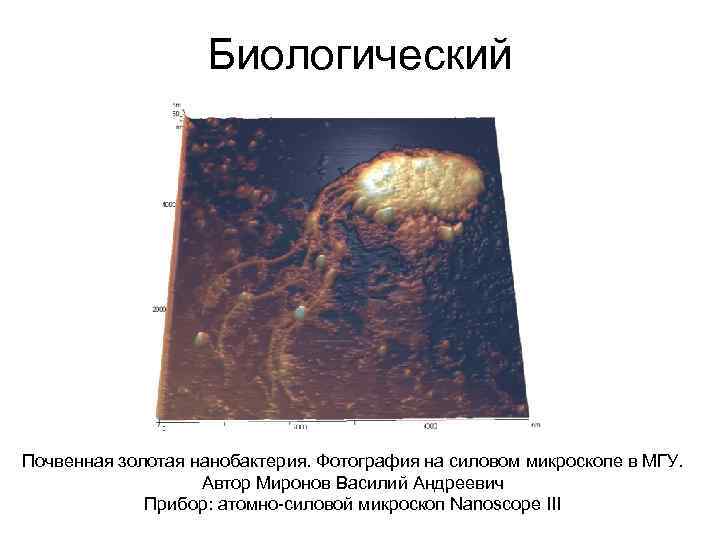 Биологический Почвенная золотая нанобактерия. Фотография на силовом микроскопе в МГУ. Автор Миронов Василий Андреевич